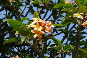 flower-418164_1280